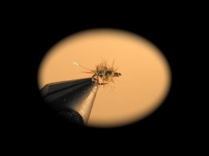 Griffith's Polar Gnat