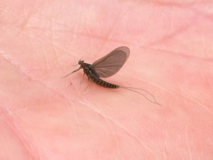 img_1603 olive mayfly