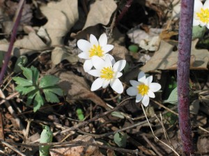 Bloodroot