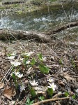 Bloodroot