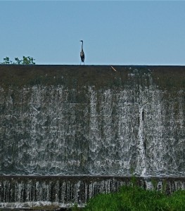 Trout Fisherman(bird brain)