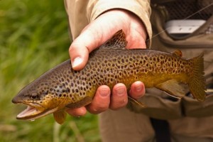 0904trout003
