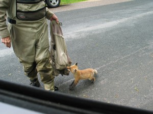 fox at Rushimg_1754 Little Beggar(fox)