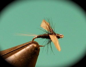 img_1893 Everet's spinner(male)