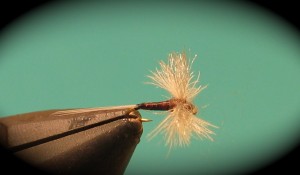 img_1901 Biot body CDC Spinner(male)