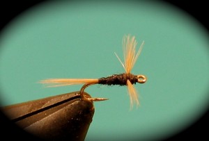 img_1916 Hen wing spinner(male)