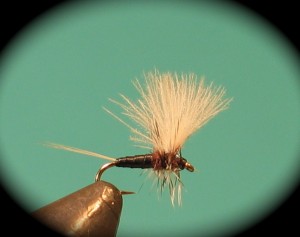 img_1956 CDC Thorax Trico Dun(male)