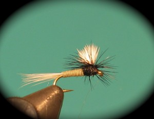 img_1971 AK Best Quill Body Parachute(female)
