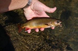 DSC_0774 DSC_0774