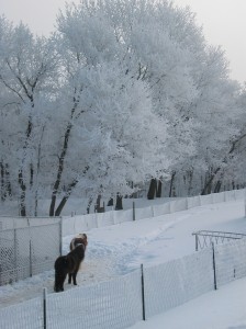 IMG_2382