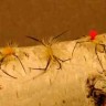 Cheddar Head Crane Fly