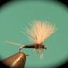 CDC Thorax Trico