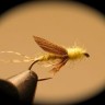 PMD Short Wing Emerger