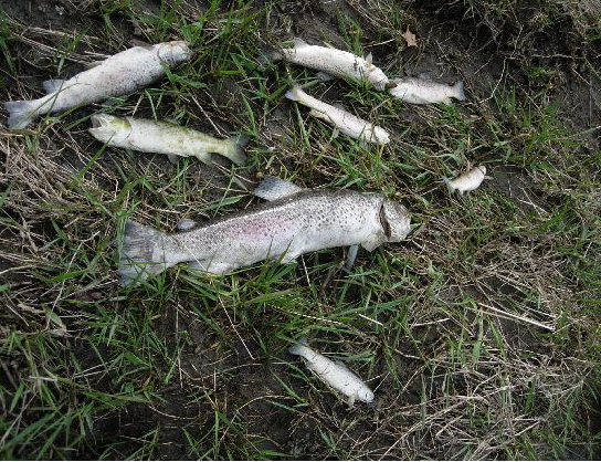 rush river trout fishing