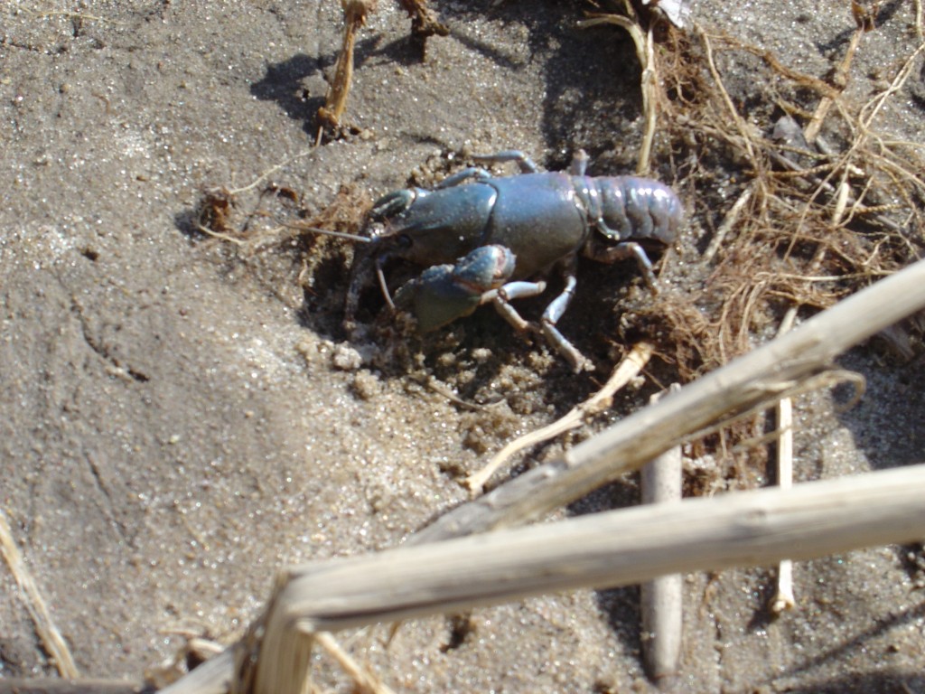 a rare blue crawfish?