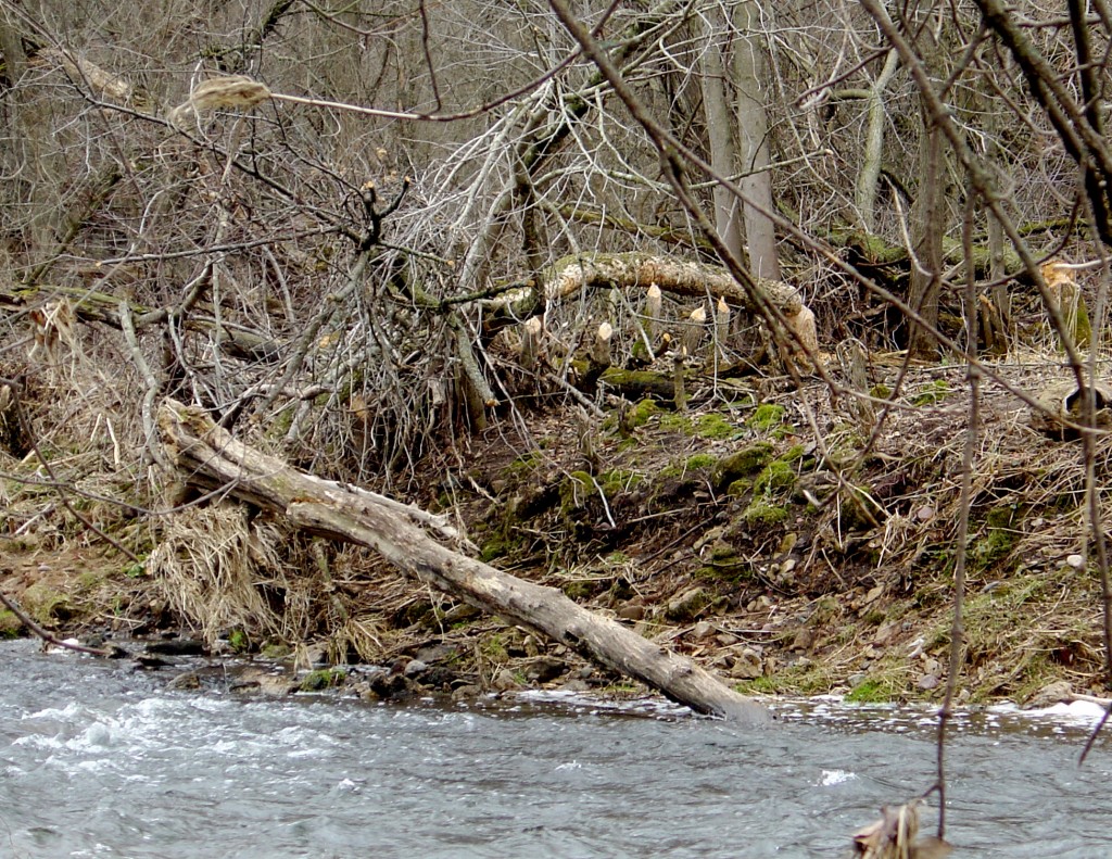 Beavers Have Been Busy
